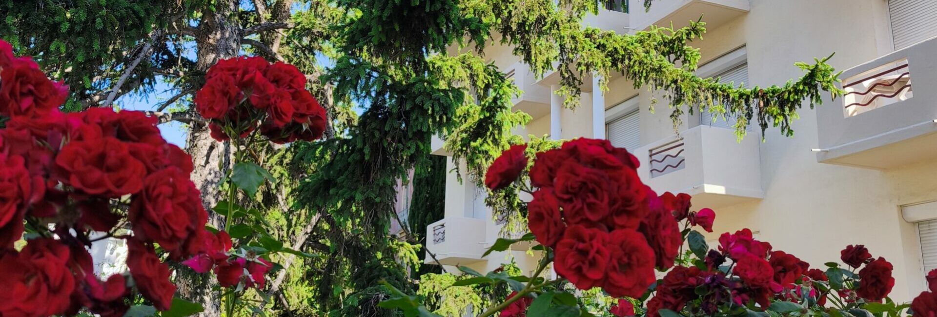 Photo montrant les lauriers rouge et la façade de l'hôtel La Pergola