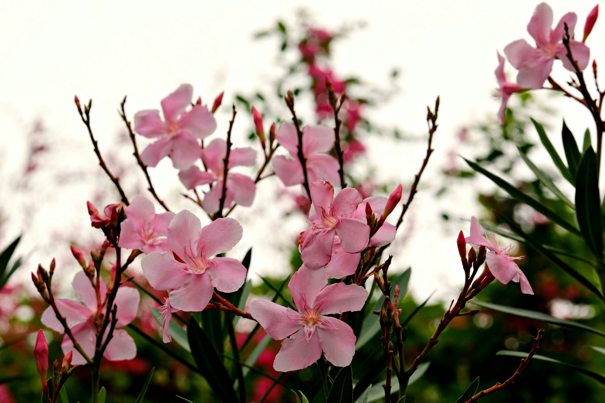 Photo montrant la fleur que l'on retrouve souvent sur Amélie Les Bains sur la page découvrir amélie-les-bains